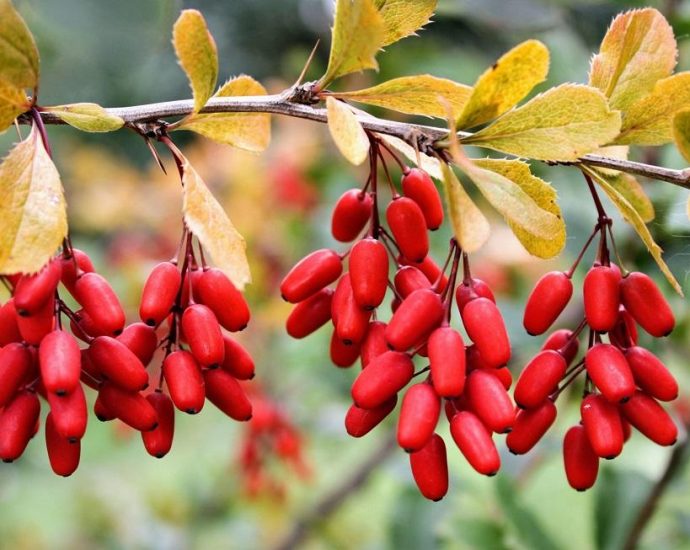 Berberine