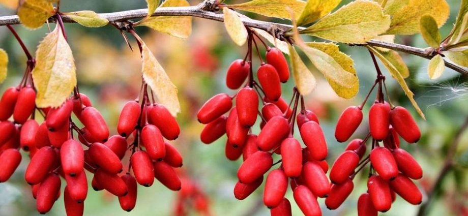 Berberine