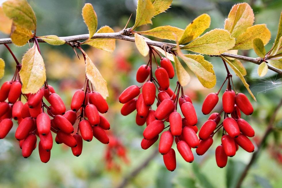 Berberine