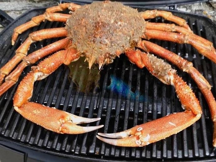 Japanese Spider Crab Diet