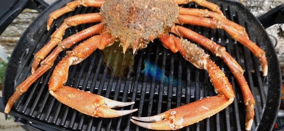 Japanese Spider Crab Diet
