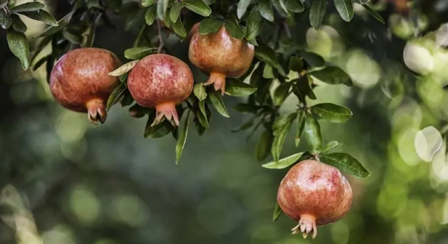 Pomegranate and Aloe Vera Remedy to Clean The Arteries