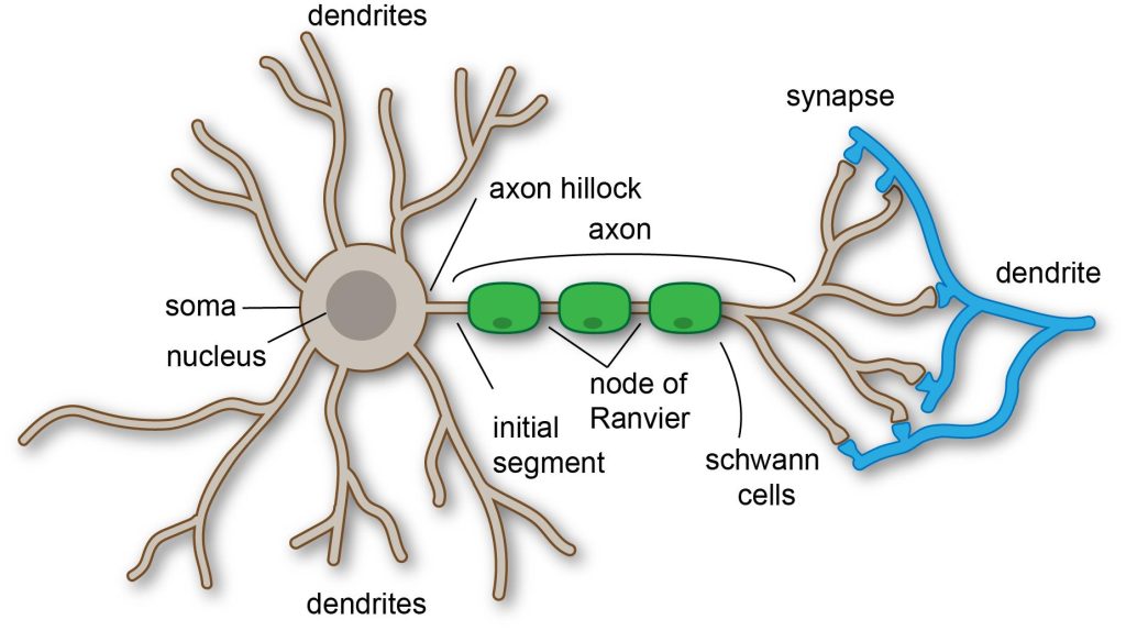 Structure and Parts of The Neurons