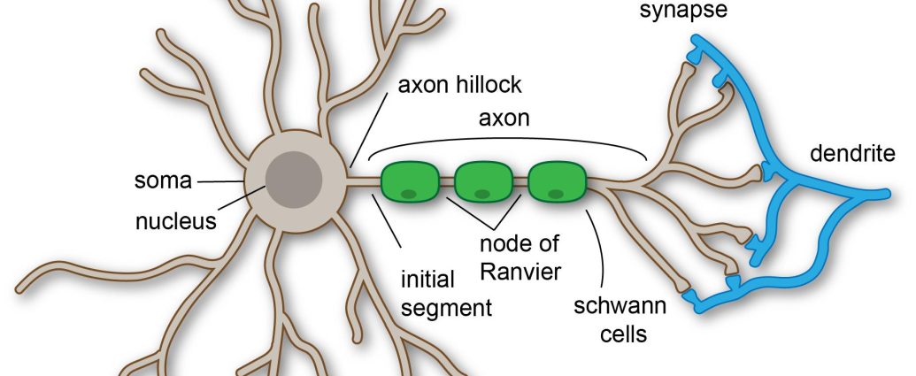 Structure and Parts of The Neurons