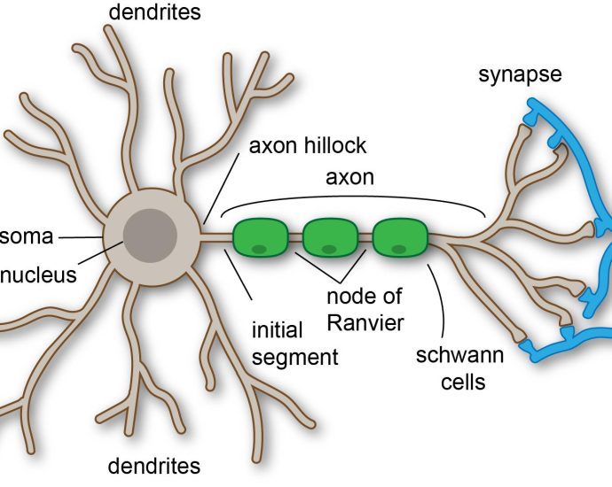 Structure and Parts of The Neurons