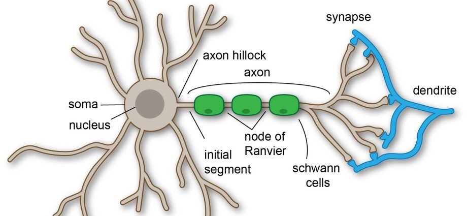 Structure and Parts of The Neurons