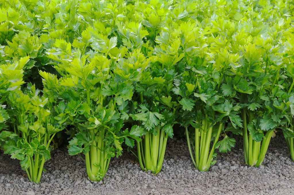 celery