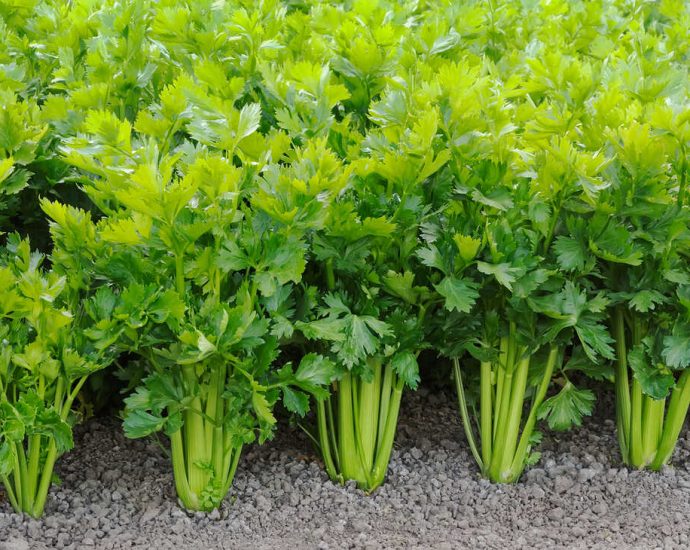 celery