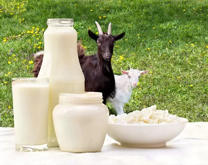 The Surprising Health Benefits of Goat Milk