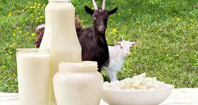 The Surprising Health Benefits of Goat Milk