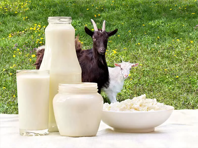 The Surprising Health Benefits of Goat Milk