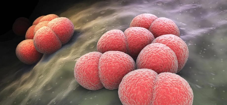 Meningitis What Is It, Causes, Symptoms, and Treatment