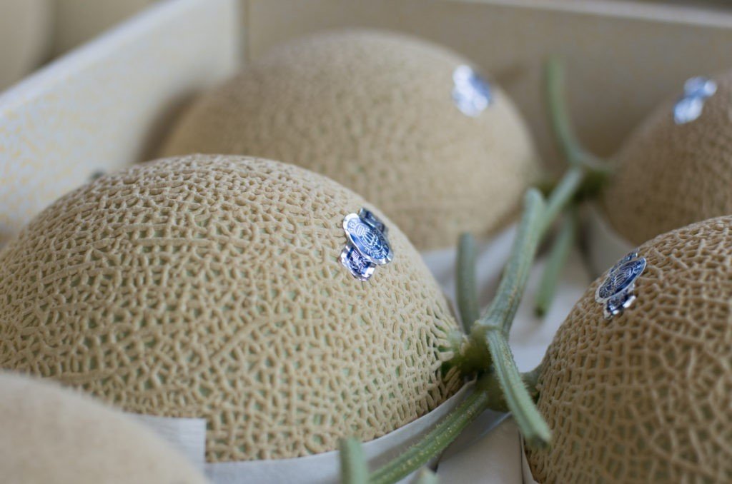 Crow Melon, the melons that receive daily massages