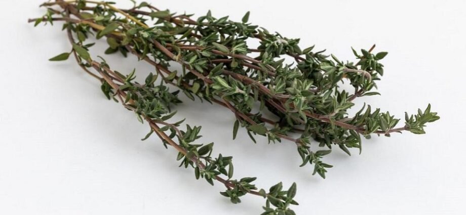 Thyme Properties and Benefits