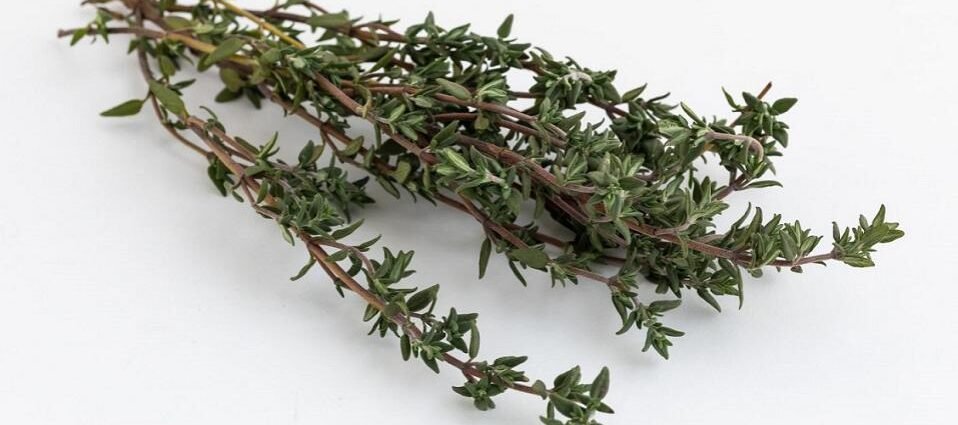 Thyme Properties and Benefits