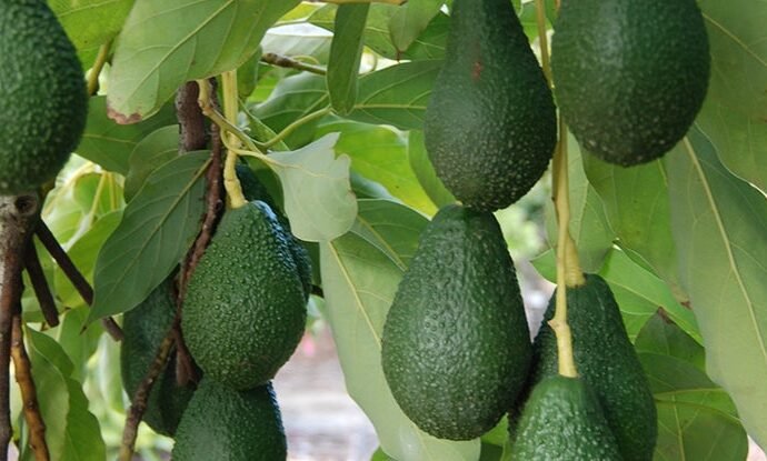 Types of Avocados that exist and their origin