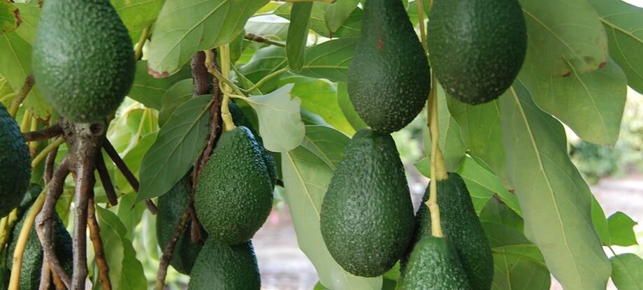 Types of Avocados that exist and their origin