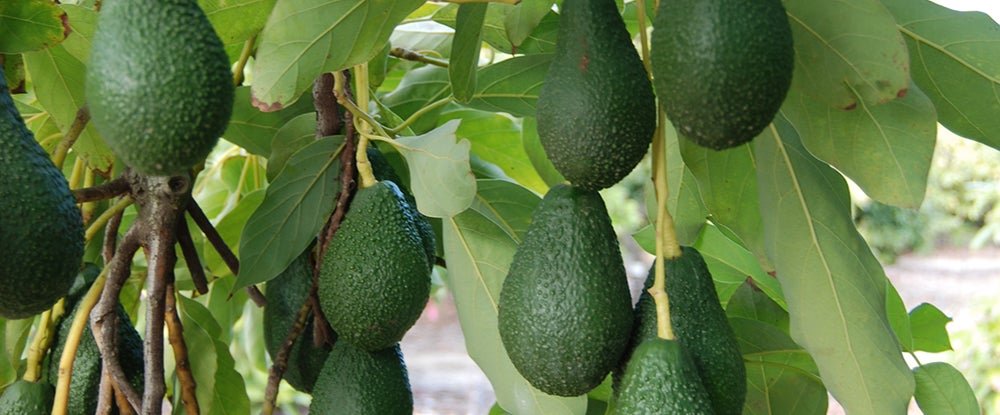 Types of Avocados that exist and their origin