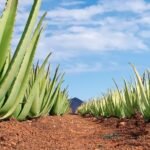 Aloe vera cosmetic properties