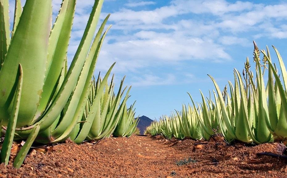 Aloe vera cosmetic properties