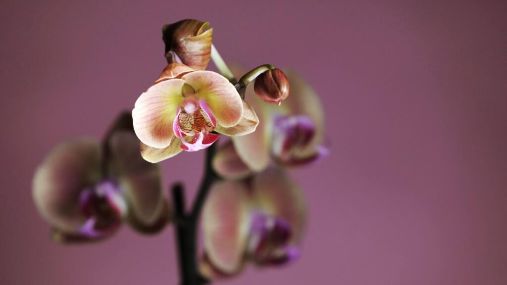 4 ways to increase pleasure alone or with others