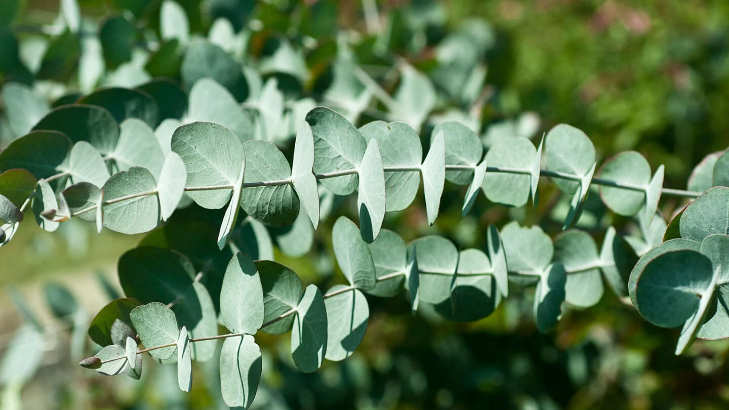 eucalyptus Leafs