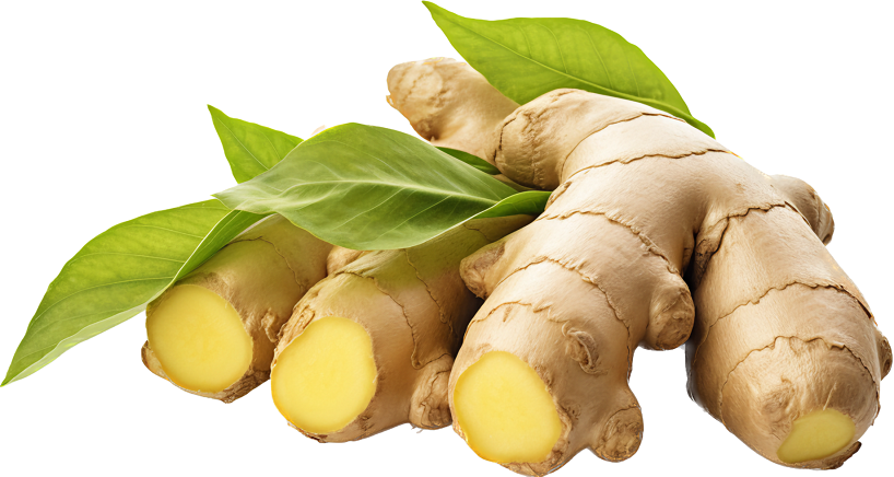 Ginger