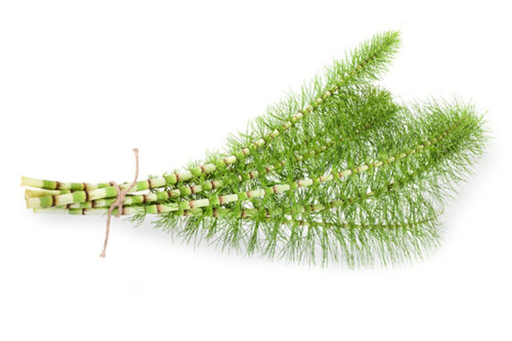 horsetail