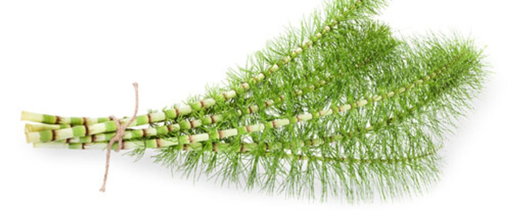 horsetail