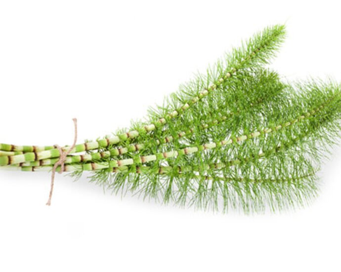 horsetail