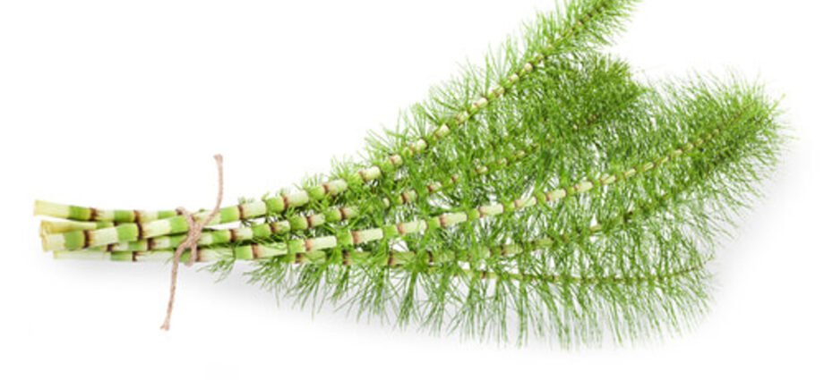 horsetail