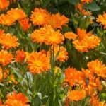 Calendula - Uses and Benefits