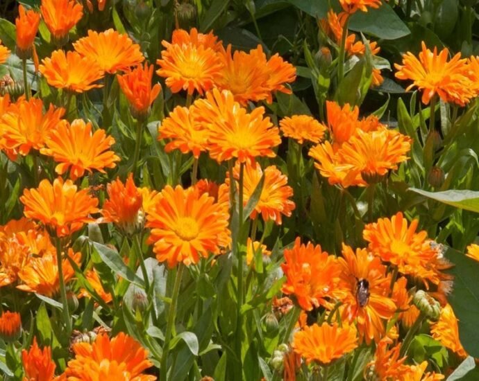 Calendula - Uses and Benefits