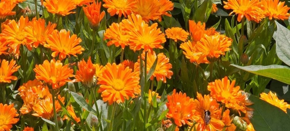Calendula - Uses and Benefits