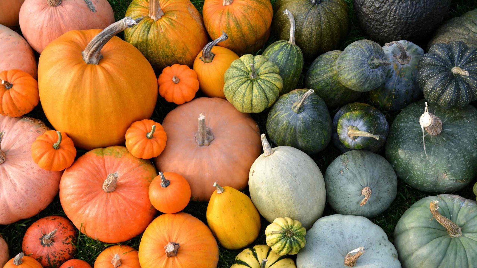 Sweet potatoes and pumpkin