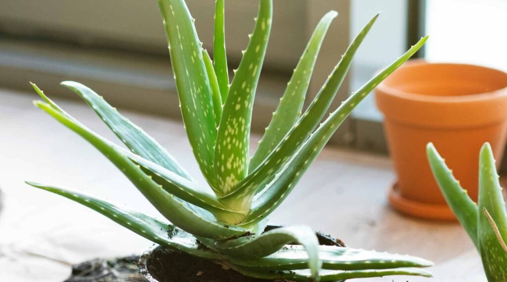 What are the benefits of growing Aloe Vera at home