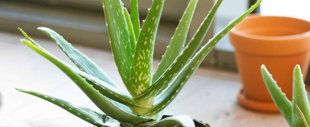 What are the benefits of growing Aloe Vera at home