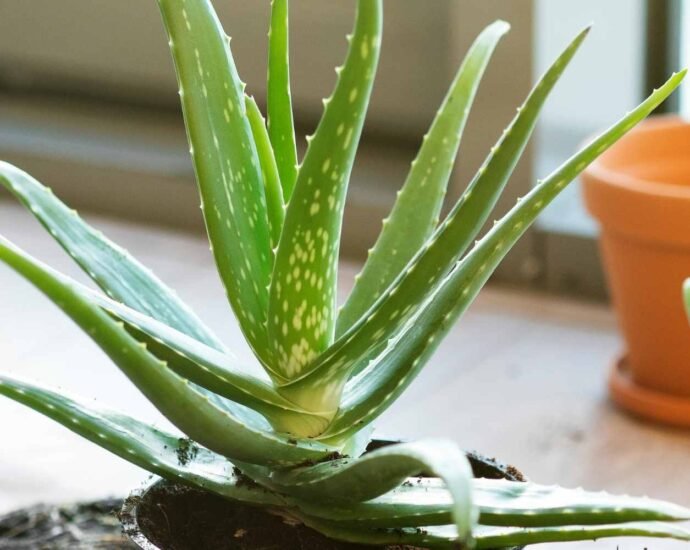 What are the benefits of growing Aloe Vera at home